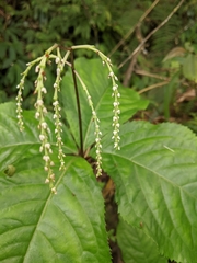 Chloranthus oldhamii