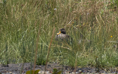 Yellow-billed Duck