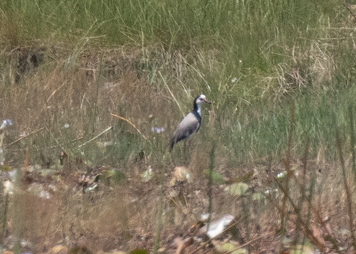 Long-toed Lapwing (Vanellus crassirostris), photo 6