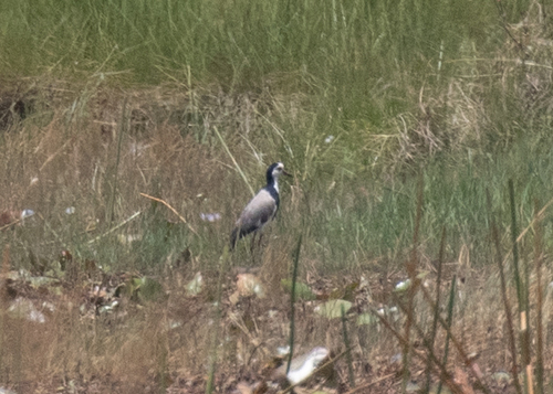 Long-toed Lapwing (Vanellus crassirostris), photo 7