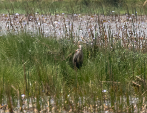 Purple Heron