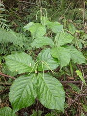 Chloranthus oldhamii