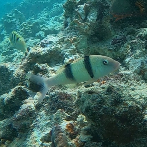 Driebandzeebarbeel (Parupeneus trifasciatus) — Mullidae — 5