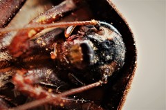 Homoeogamia mexicana