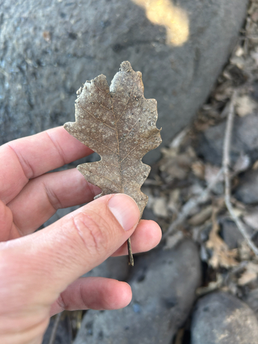 bur oak