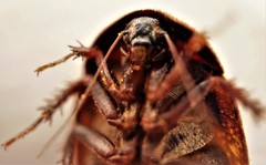 Homoeogamia mexicana