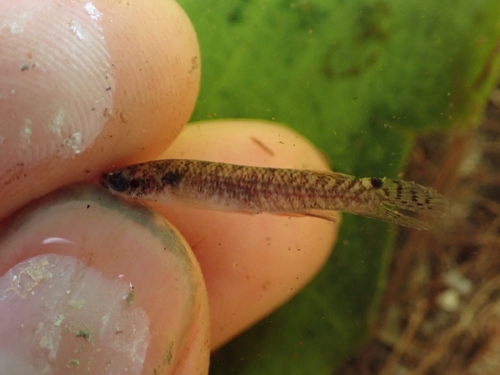 Agila killifish (Laimosemion agilae) — Rivulidae — 2