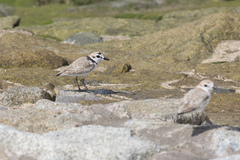 Charadrius peronii