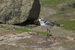 Charadrius peronii