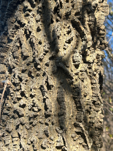 common hackberry