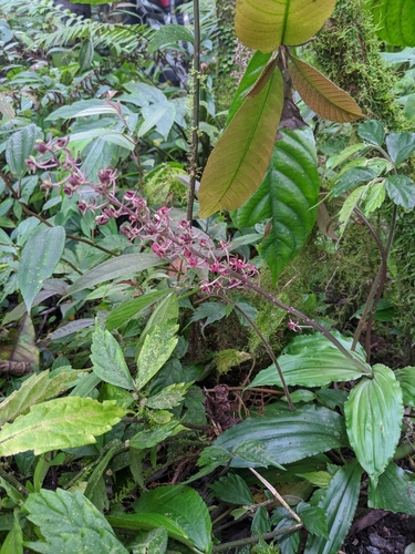 Liparis formosana iNat (3)