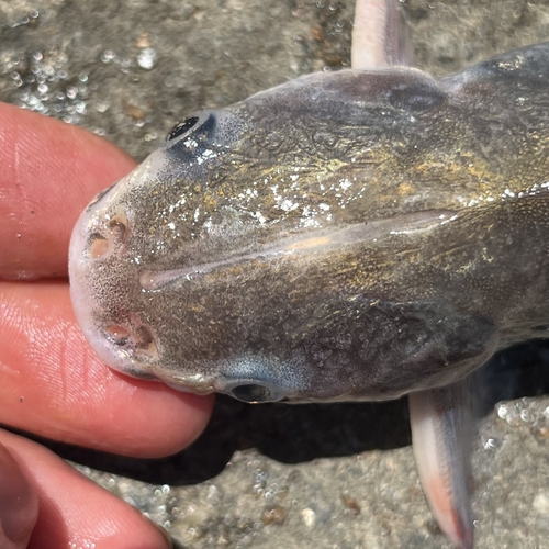 Madamango sea catfish (Cathorops spixii) — Ariidae — 4
