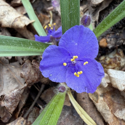 Dwarf spiderwort (Tradescantia longipes)
