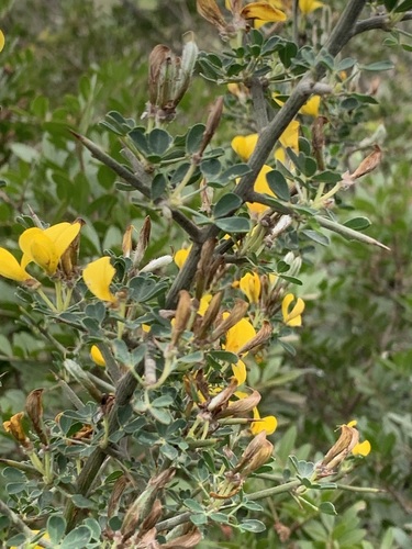 Avistamiento Calicotome villosa
