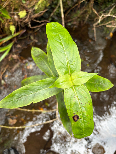 Kadua acuminata observed 2026-04-15