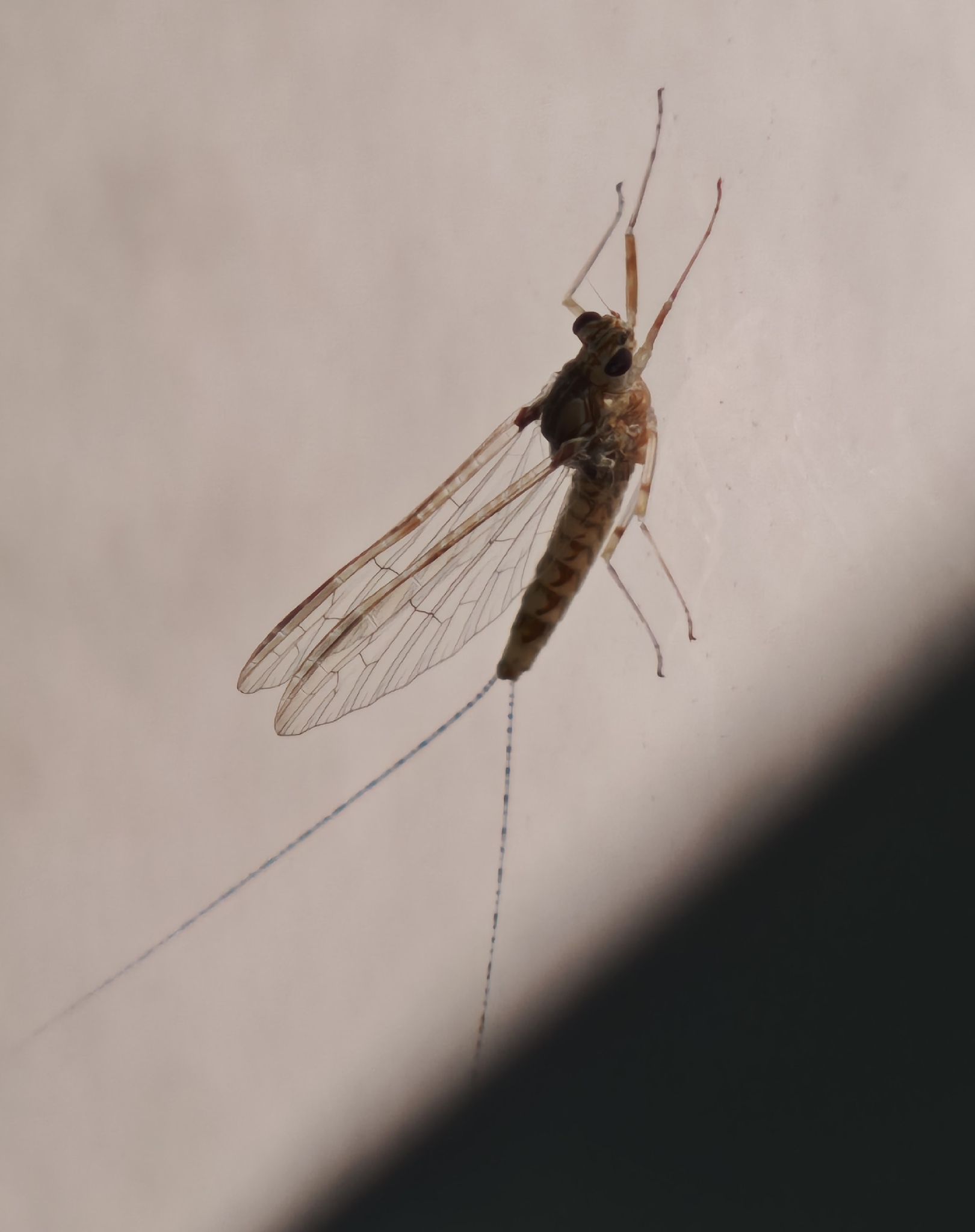 Cloeon dipterum