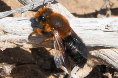 Megachile sicula