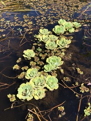 Pistia stratiotes image