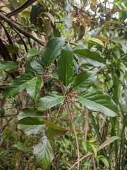 Actinidia callosa discolor