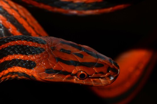 Red-Black Striped Snake