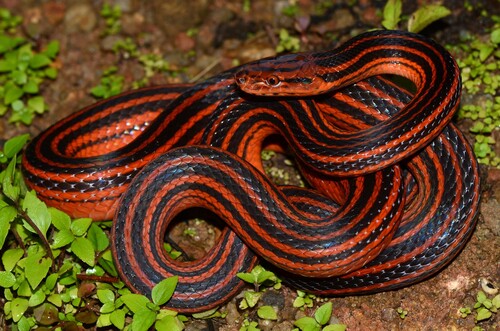 Red-Black Striped Snake