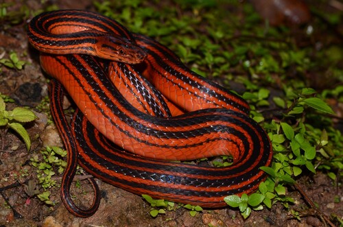 Red-Black Striped Snake