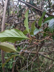 Actinidia callosa discolor