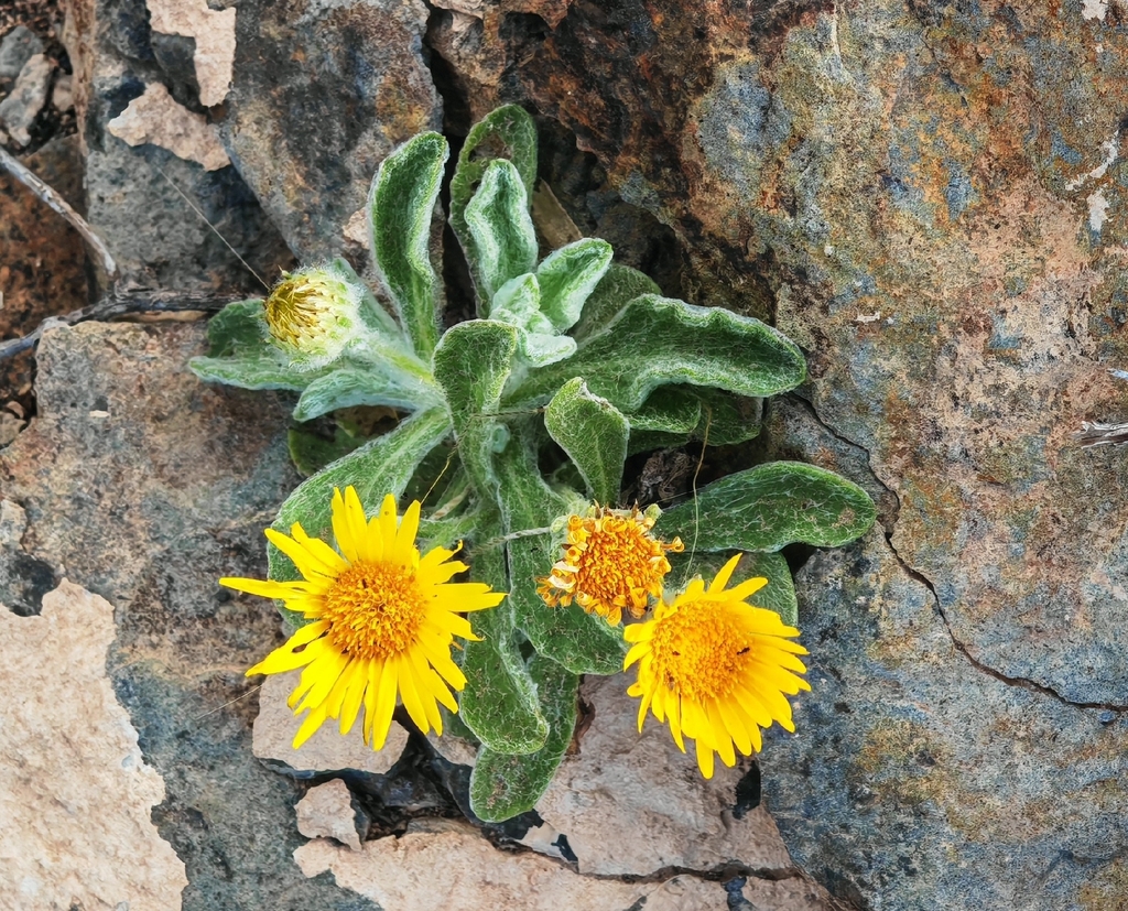 Pulicaria canariensis; photograph (c) Feo Marshmallow, some rights reserved (CC BY)
