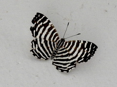 Hyphilaria thasus