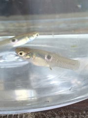 Poecilia vivipara