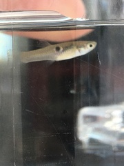 Poecilia vivipara