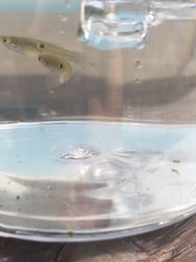 Poecilia vivipara