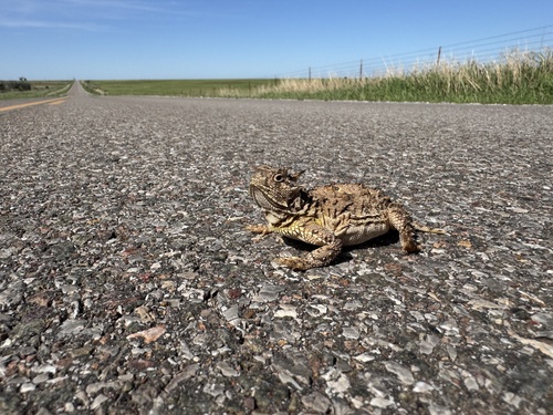 Texas Horned Lizard observed by badger8181