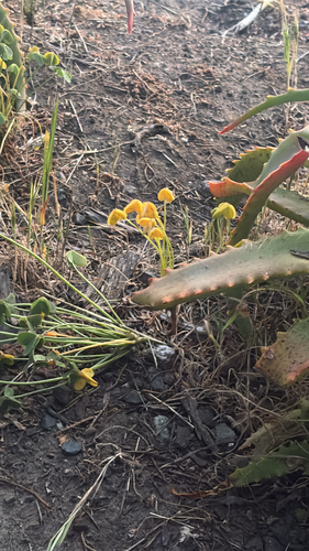 iNaturalist observation photo of Western Yellow Mycena