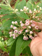 Pluchea carolinensis