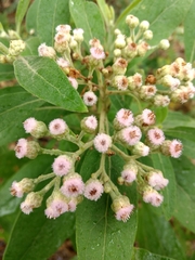 Pluchea carolinensis