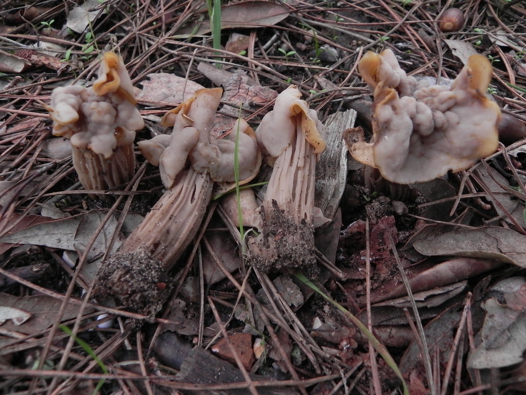Helvella pityophila