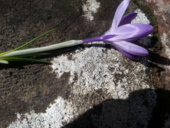 Crocus vernus