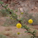 Acacia ehrenbergiana