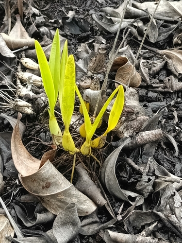 Encyclia granitica, photograph 2