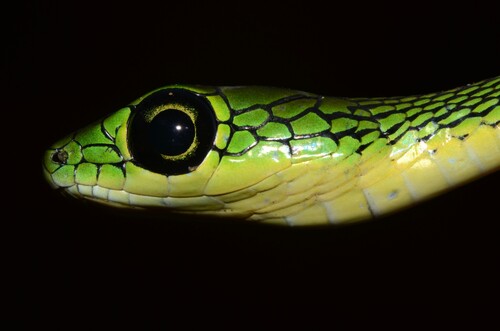 Black-lined Green Snake