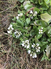 Cochlearia officinalis