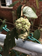 Viburnum × rhytidophylloides