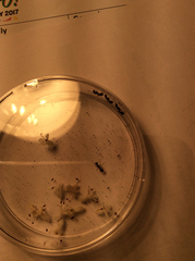 Chelaner antarcticus