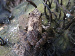 Anura
