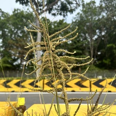 Amaranthus dubius, photograph (c) scallions, some rights reserved (CC BY)