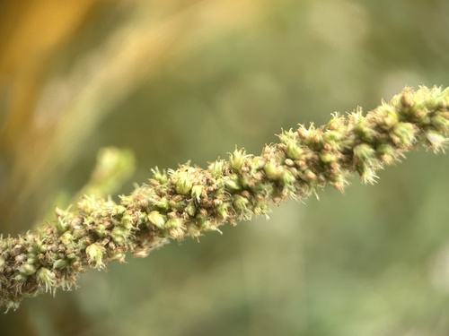 Amaranthus dubius, photograph 5
