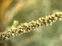 Amaranthus dubius, photograph (c) scallions, some rights reserved (CC BY)