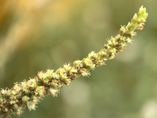 Amaranthus dubius, photograph 6