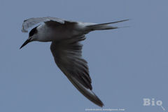 Sterna hirundo